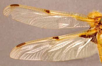 Media type: image; Entomology 26473   Aspect: wing